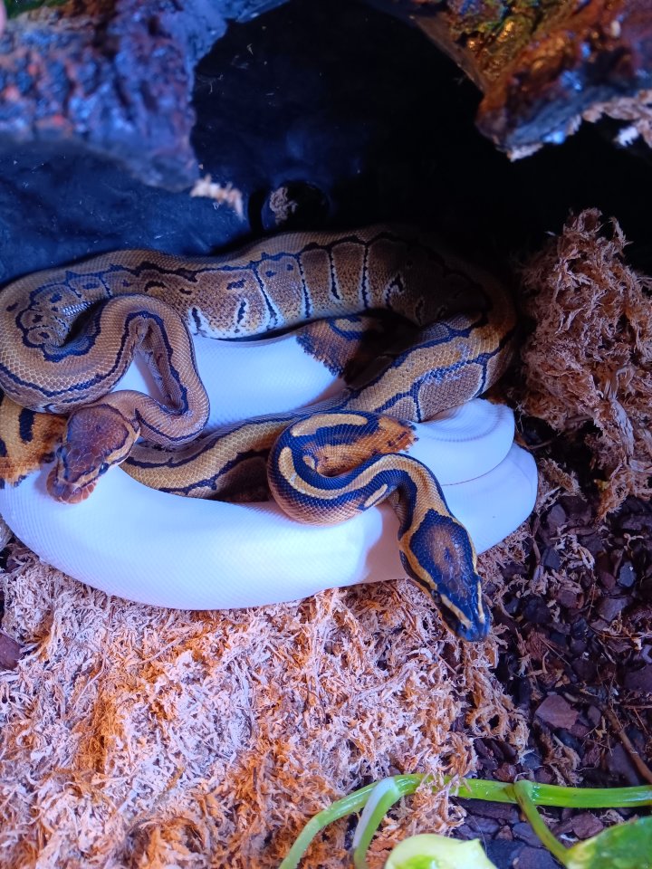 2x Königspython (Piebald und Pinstripe) - Schlangen - Rötha