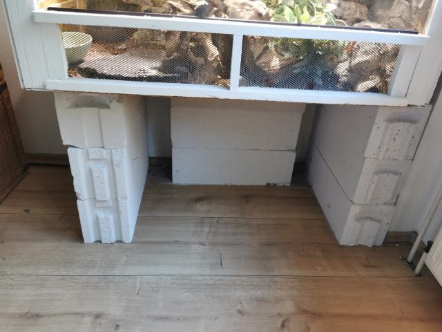 Kornnatter mit Terrarium  - Schlangen Schlangen Sonstige - Köln