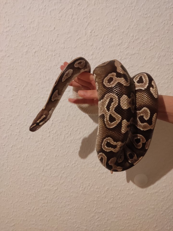 Königspython (python reigus) / 1.0 Mojave Ball / Männlich / NZ 2014 - Schlangen - Rostock