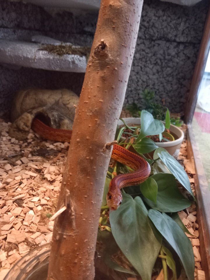 Kornnatter mit Terrarium - Schlangen - Pöhl