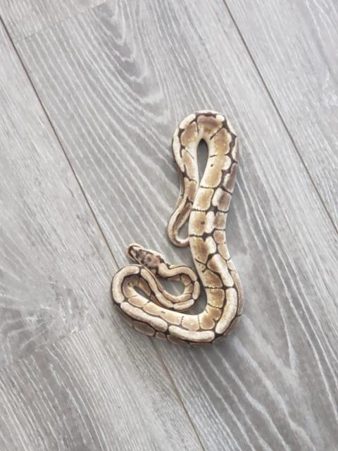 Königspython günstig abzugeben  - Schlangen Python - Ingolstadt 