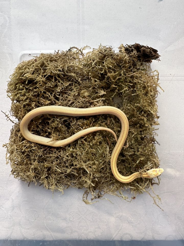 Kornnatter 1,0 Butter Tessera Motley Striped - Schlangen - Großengottern