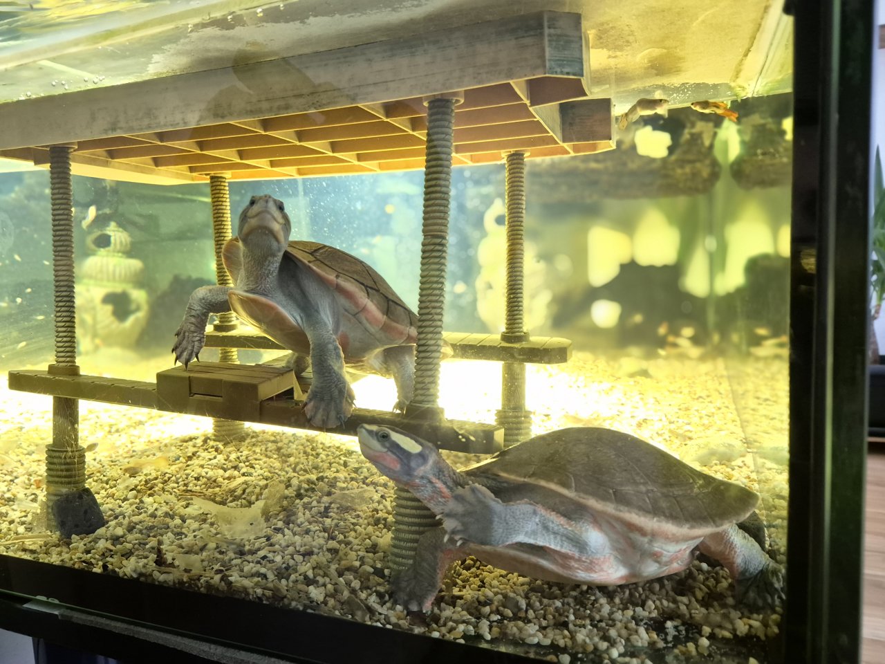 Rotbauch-Spitzkopfschildkröten abzugeben - Schildkroeten - München