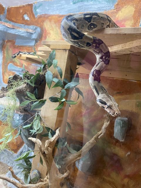 Boa Constrictor Imperator  - Schlangen Boa - Heusweiler 