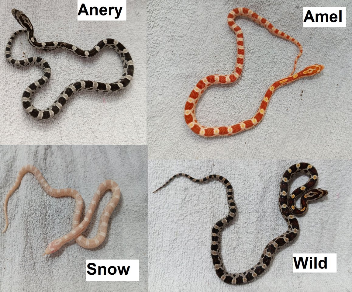 Kornnatter Babys Schlüpflinge ab Juli 2025 - Schlangen - Neubrandenburg