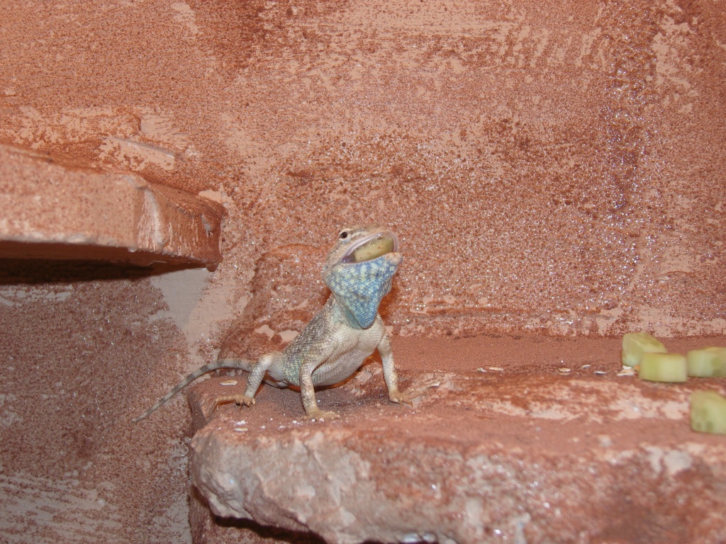 Verkaufe Blaukehlagame - Sonstige Reptilien - Braunschweig