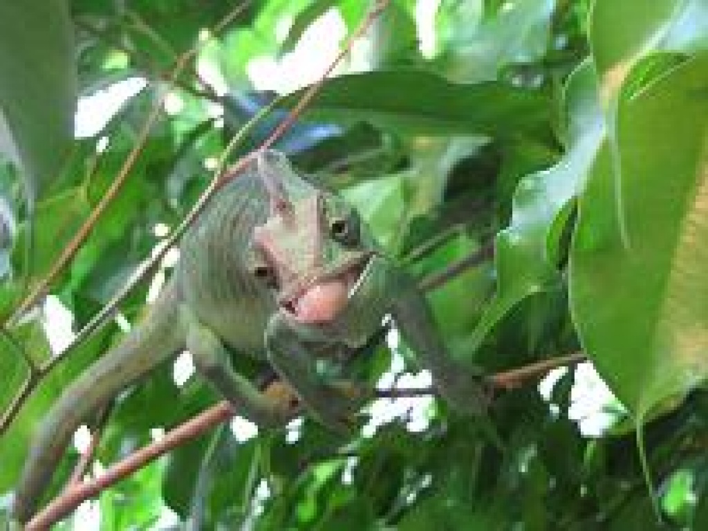 Schaut rein - Chamaeleon - Berlin