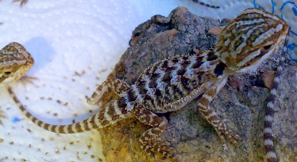 Junge Bartagamen (Pogona Vitticeps) - Echsen - Dörverden
