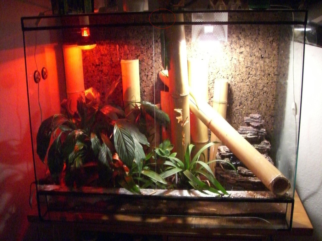 Terrarium komplett eingerichtet + 2 Taggeckos grandis - Terrarien - Hagen