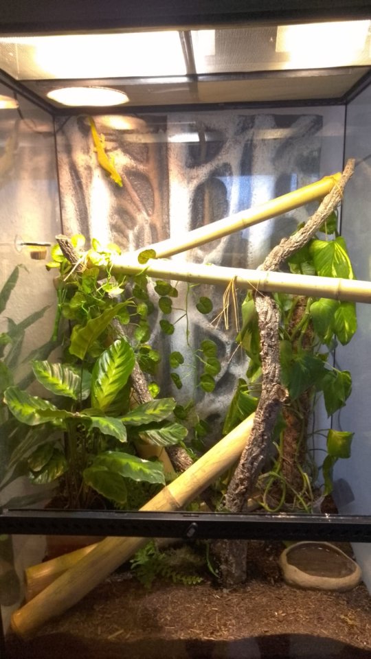 Gecko Weibchen Lilly - Gecko - Naumburg