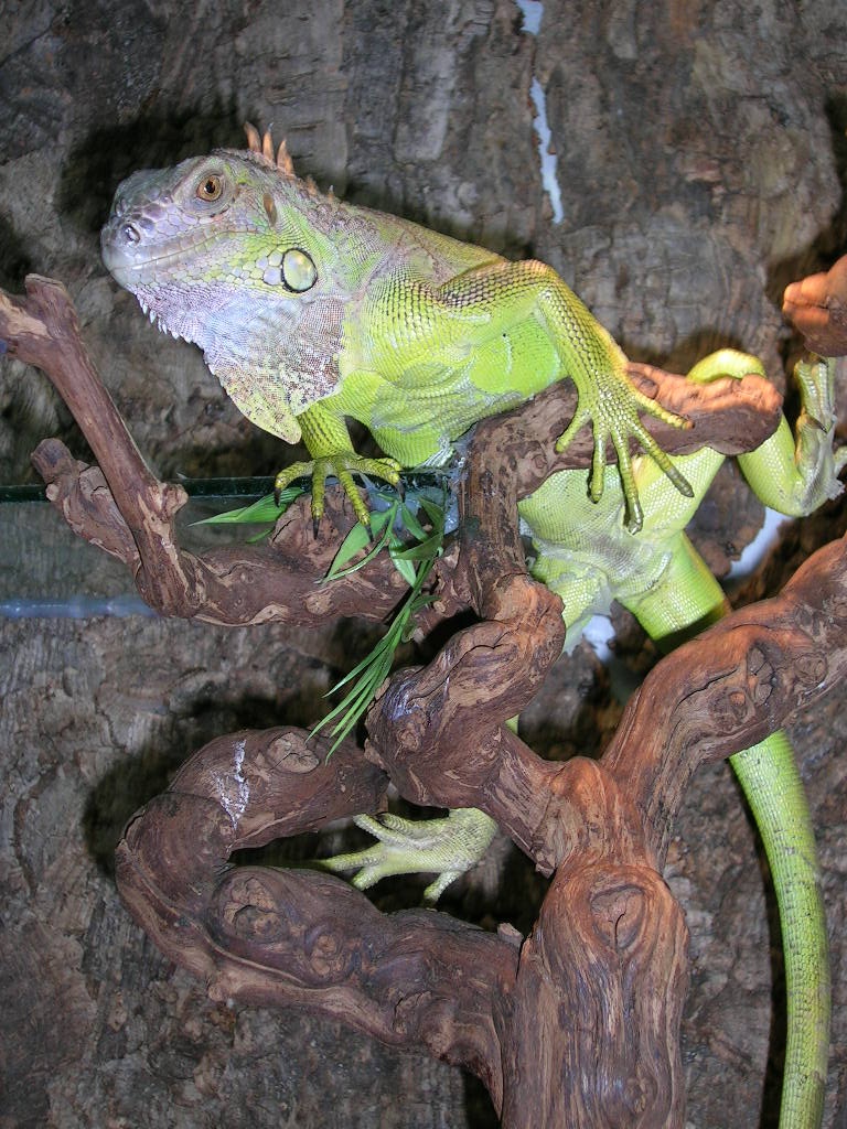 Grünes Leguan-Weibchen (Rinolopha) abzugeben - Leguan - Obertshausen