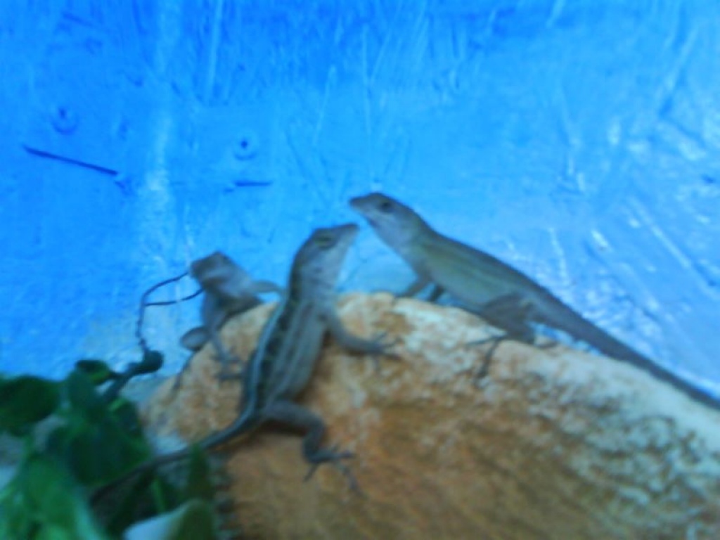 DRINGEND 2 BAHAMA-ANOLIS ZU VERSCHENKEN !!! - Anolis - Schmachthagen