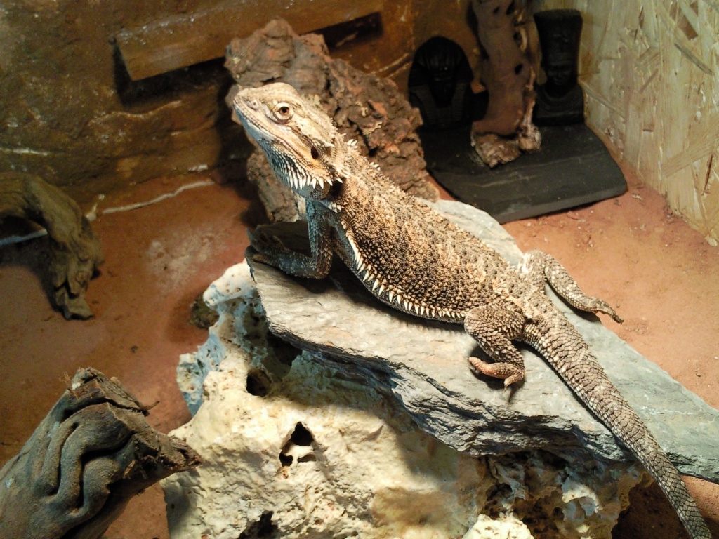 Bartagamenmännchen - Sonstige Reptilien - Bremervörde