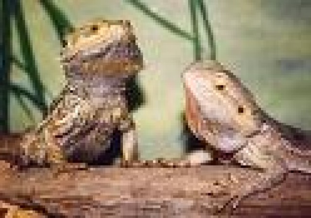 Reptilienauffangstation / Bartagamennotfälle - Bartagame Zwergbartagame - Weißenfels