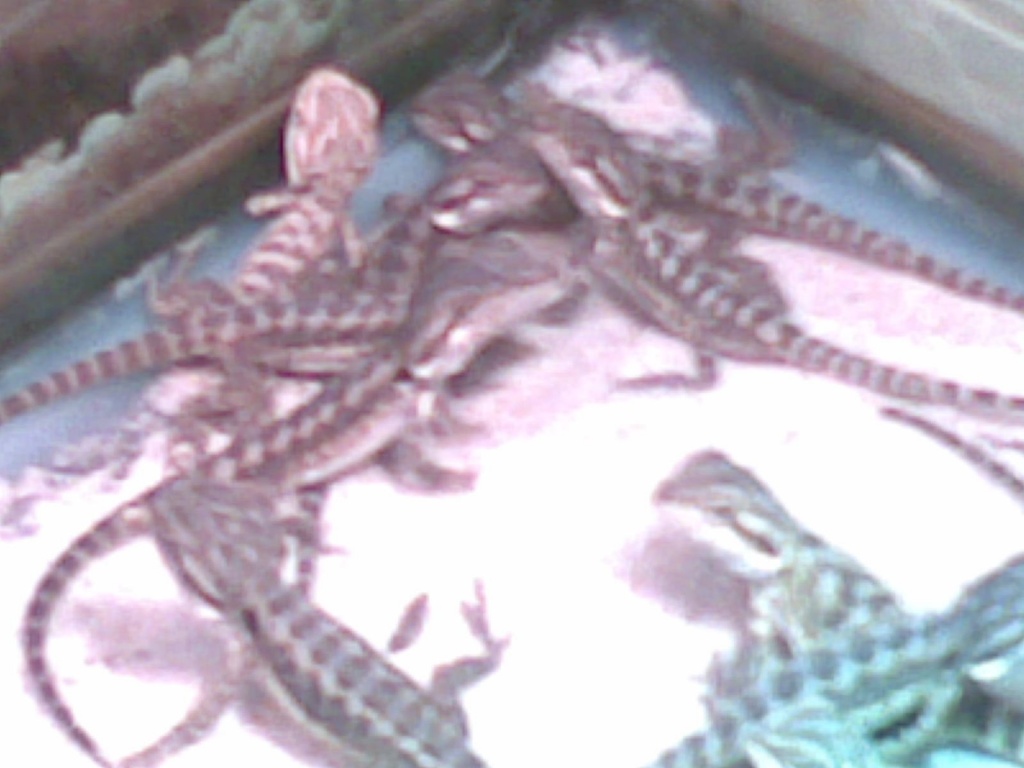 Ständig Bartagamen Babys abzugeben - Sonstige Reptilien - Wentorf bei Hamburg