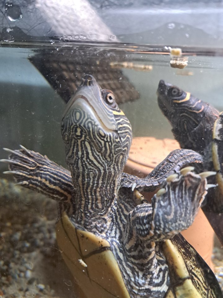 2 Mississippi-Höckerschildkröten - Schildkroeten - Mülheim