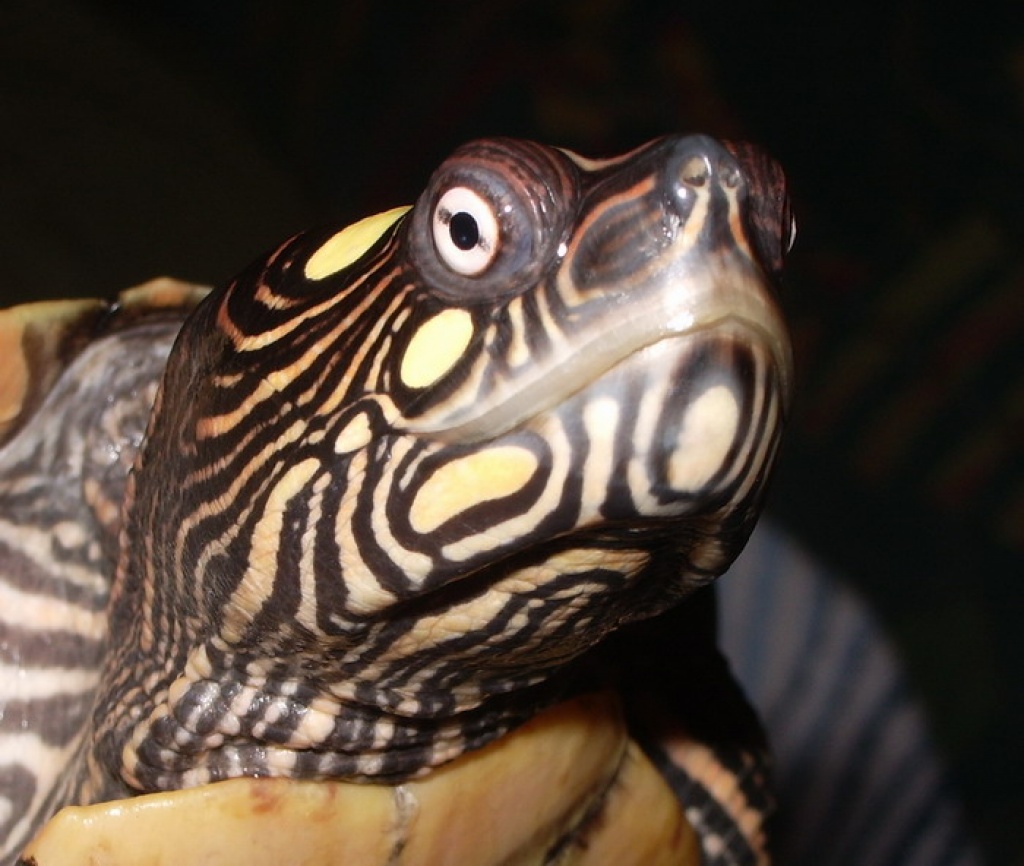 Gebe ab: Ouachita Höckerschildkröten (Graptemys o. ouachitensis) - Schildkroeten - Hildesheim (/Saarbrücken)