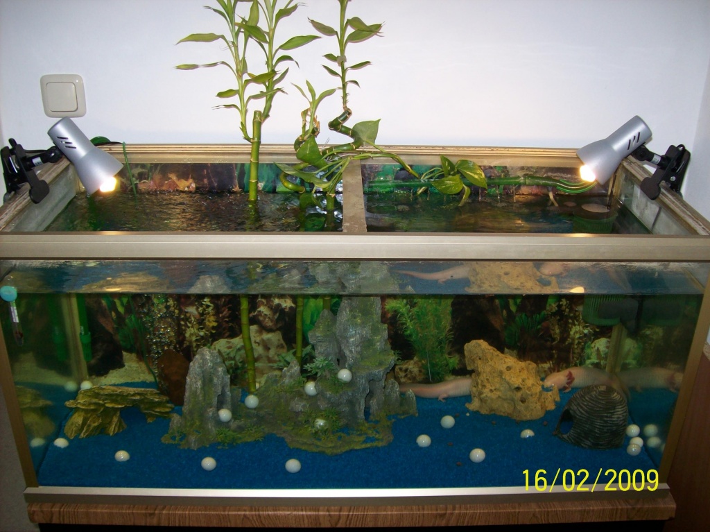 Verkaufe 2 Albino Axolotl mit Aquarium - Sonstige Reptilien - Merching