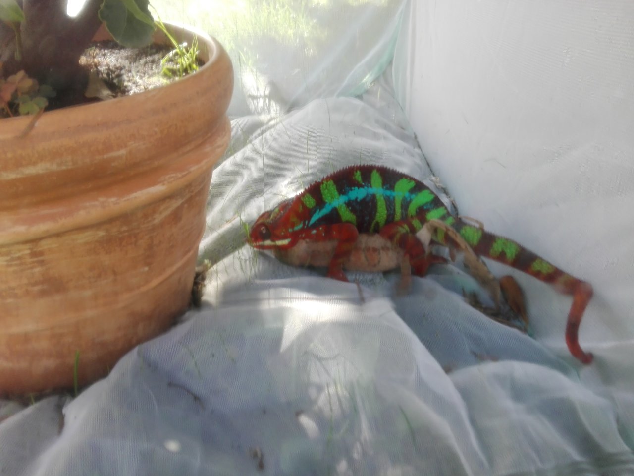 Furcifer Pardalis, Ambilobe, Pantherchamäleon - Chamaeleon - eich