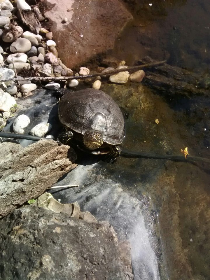Emys Orbicularis, Männchen 08/2019 - Schildkroeten - Würzburg