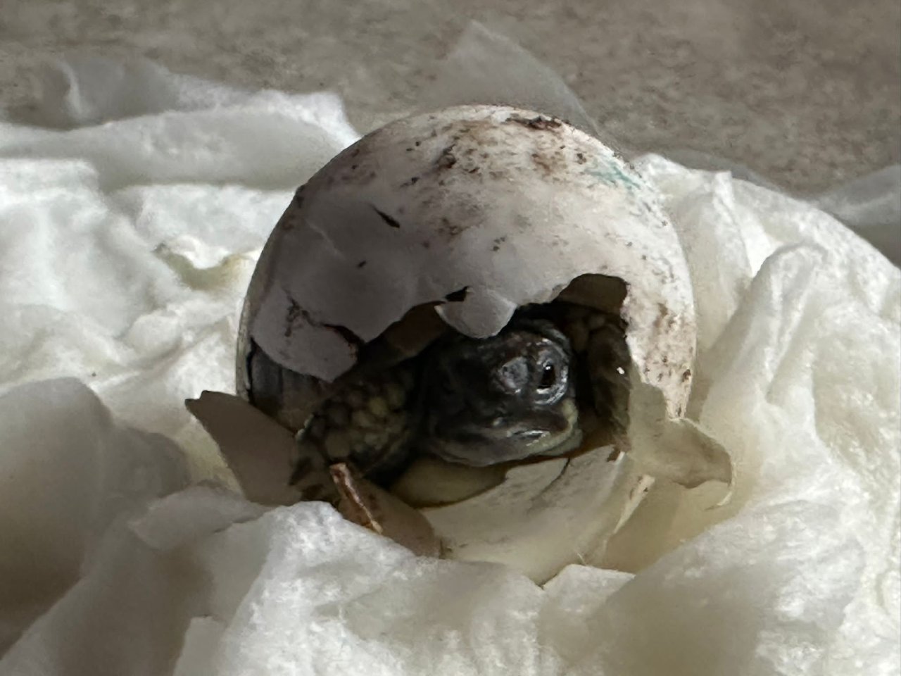 Griechische Landschildkröten THB suchen ein neues Zuhause - Schildkroeten - Steinbach-Hallenberg