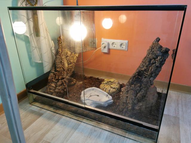 Königspython Männchen Ende 2016 - Schlangen Python - Linden