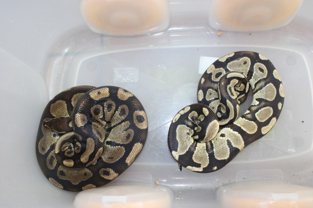 Königs-Pythons Pärchen abzugeben - Schlangen Python - Bad Arolsen
