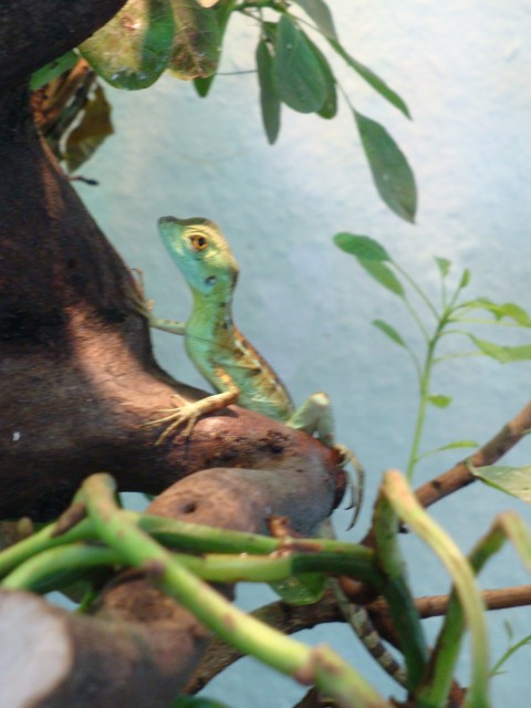Stirnlappenbasilisk NZ 0,0,4 aus 02.2014 - Leguan - Düsseldorf
