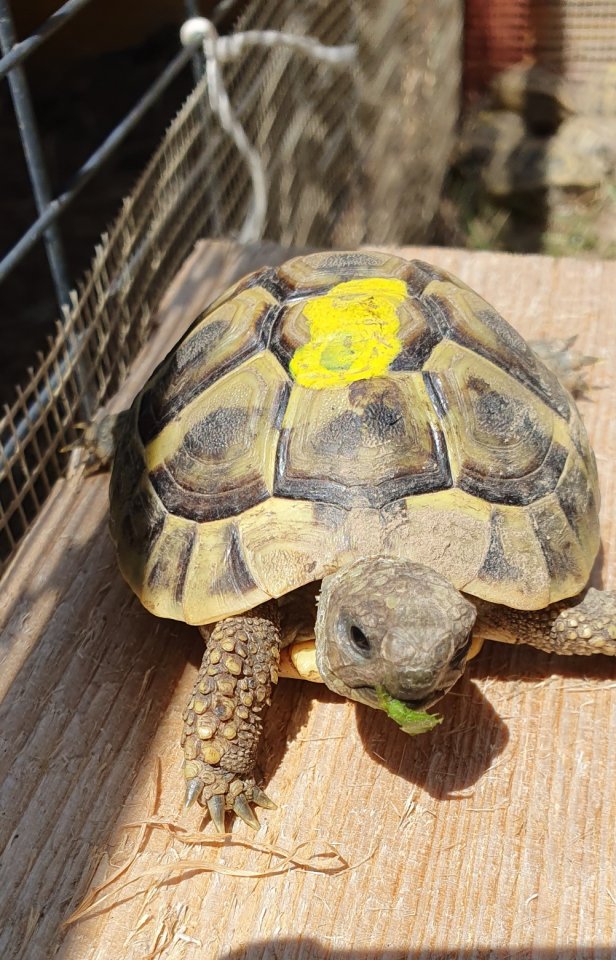 Griechische Landschildkröten NZ 2022 - Schildkroeten - Regau/ Österreich