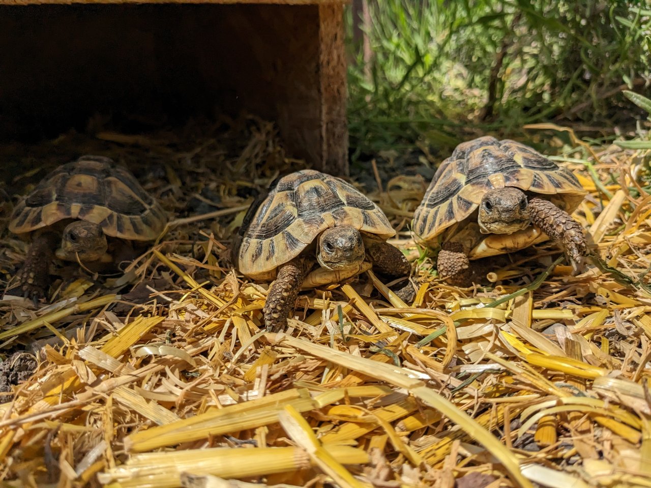 Griechische Landschildkröten (Testudo hermanni) Nachzuchten aus 2019, 2021 und 2 - Schildkroeten - Satteldorf