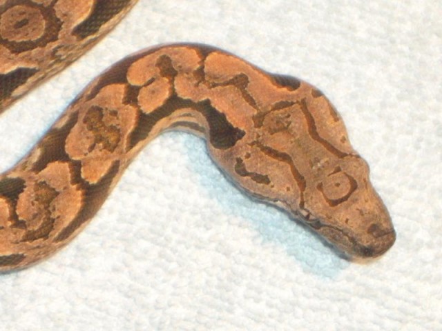 Südl. Madagaskarboa ( Acrantophis dumerili ) ENZ 2008, 2009, 2010  - Schlangen Boa - Dormagen