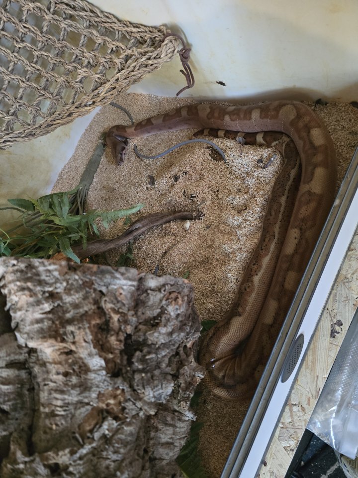 Wunderschöne Boa Constrictor Imperator mit Terrarium - Schlangen - Hannover