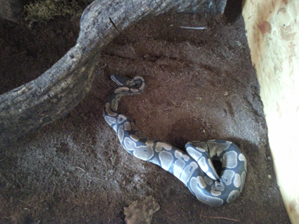 Terrarium mit schlange - Schlangen - Neubrandenburg