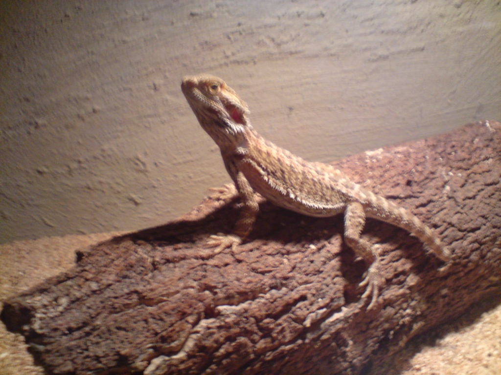 Bartagam mit Terrarium abzugeben - Bartagame - Ennepetal