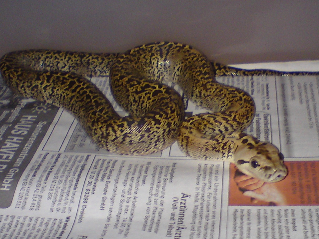 Granit Tigerpython von 09 - Schlangen - Leipzig