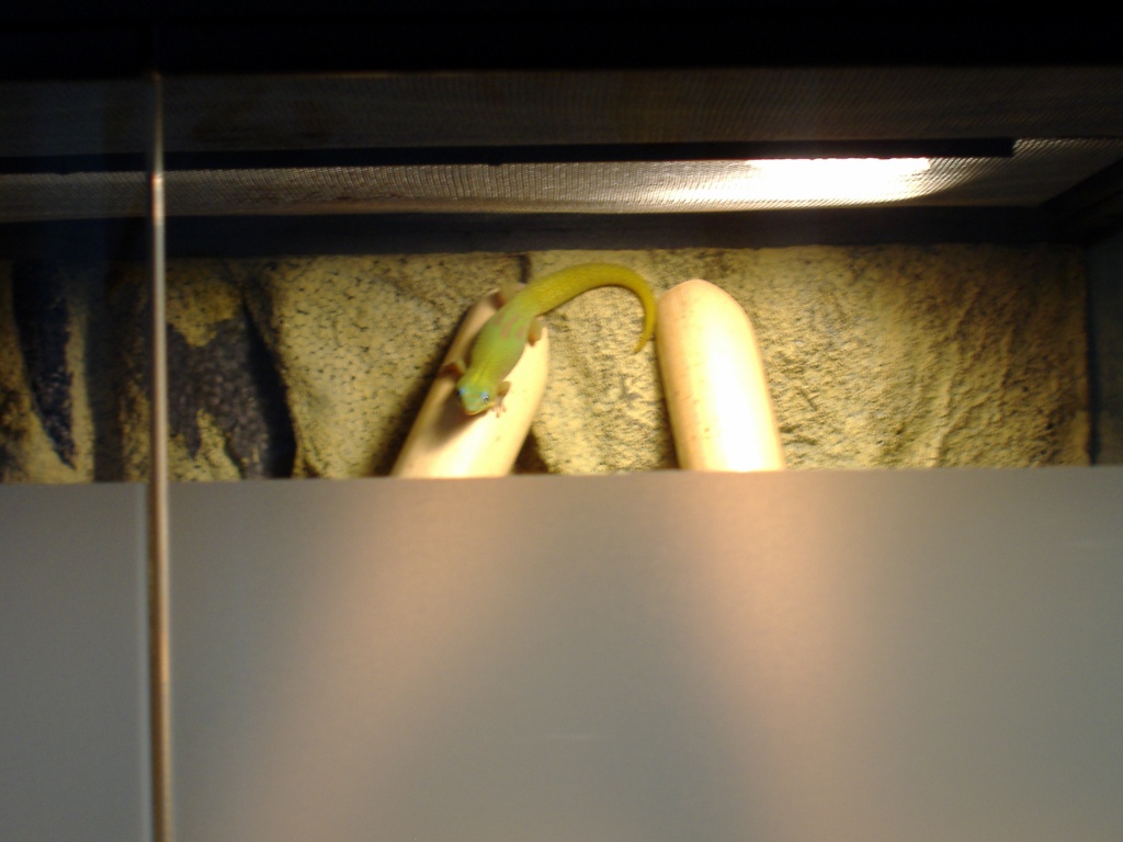 Verkaufe Phelsuma lat. Laticauda 0.1 Goldstaubtaggecko mit Terrarium - Gecko - Döbeln