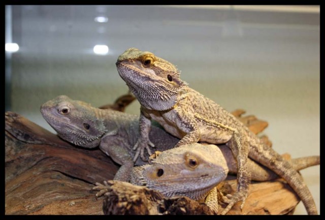 3 bartagamen weibchen - Bartagame - werne