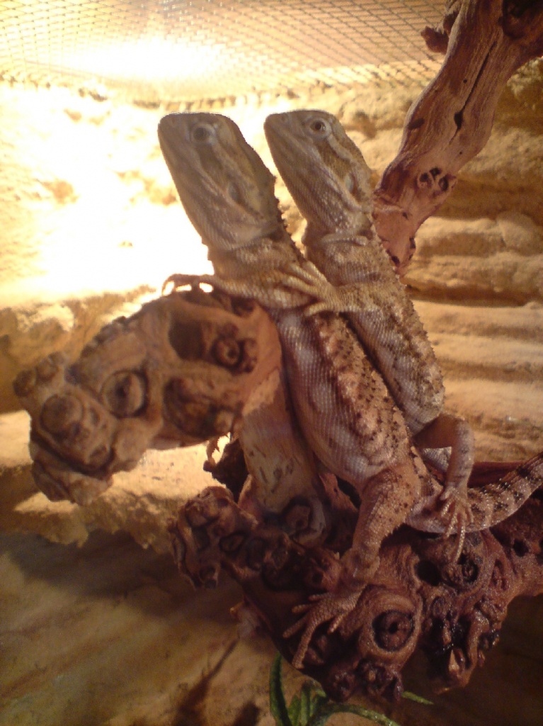 Zwergbartagamen paar mit oder ohne Terrarium - Sonstige Reptilien - Kehl