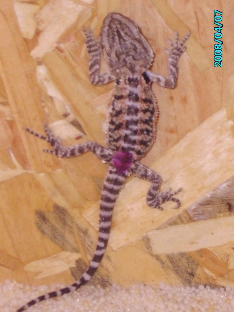 German Gaint Orange x Florida O.Blood Barti Babys - Bartagame Farbbartagame - erlangen