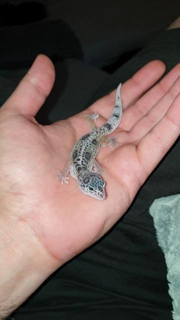 Leopardgecko  - Gecko - Oldenburg