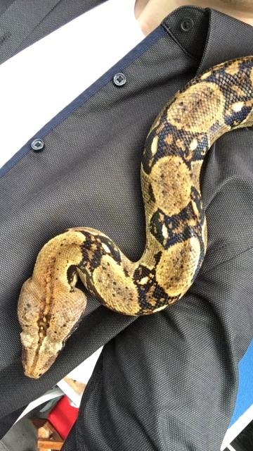 Reinrassige Boa C. Imperator abzugeben - Schlangen Boa - Burrweiler