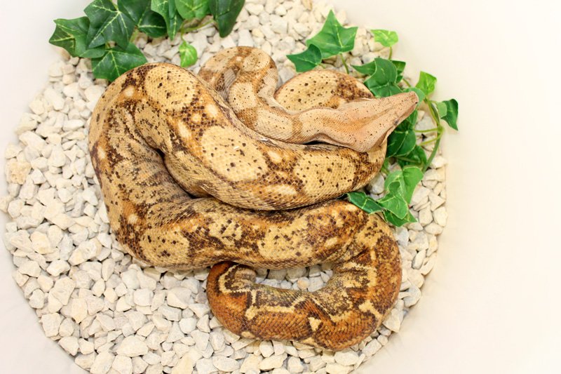 Wir geben ab aus eigener Nachzucht „CA Hypo Sonora 100% Het. erythristic 50% Het - Schlangen - Willich
