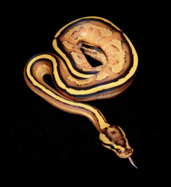 Königspython und Terrarien - Schlangen Python - Nordkirchen