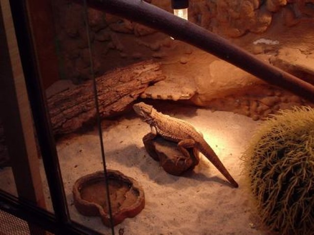 Pogona vitticepts inkl. Terrarium zu VERSCHENKEN - Terrarien - Dorsten