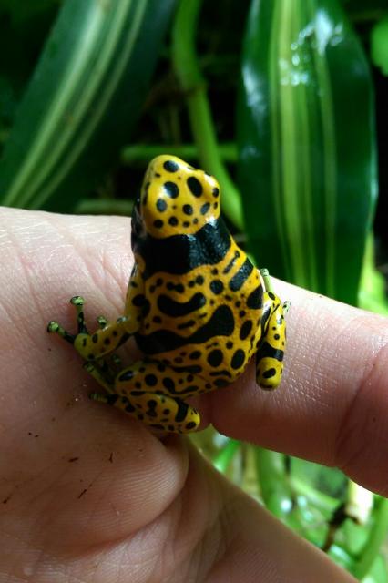 0.2.2 Dendrobates leucomelas - Frosch - Dortmund