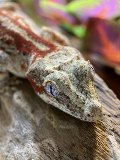 Höckerkopfgecko Gargoyle Gecko Weibchen ca. 1 Jahr alt - Echsen - Villingen-schwenningen 
