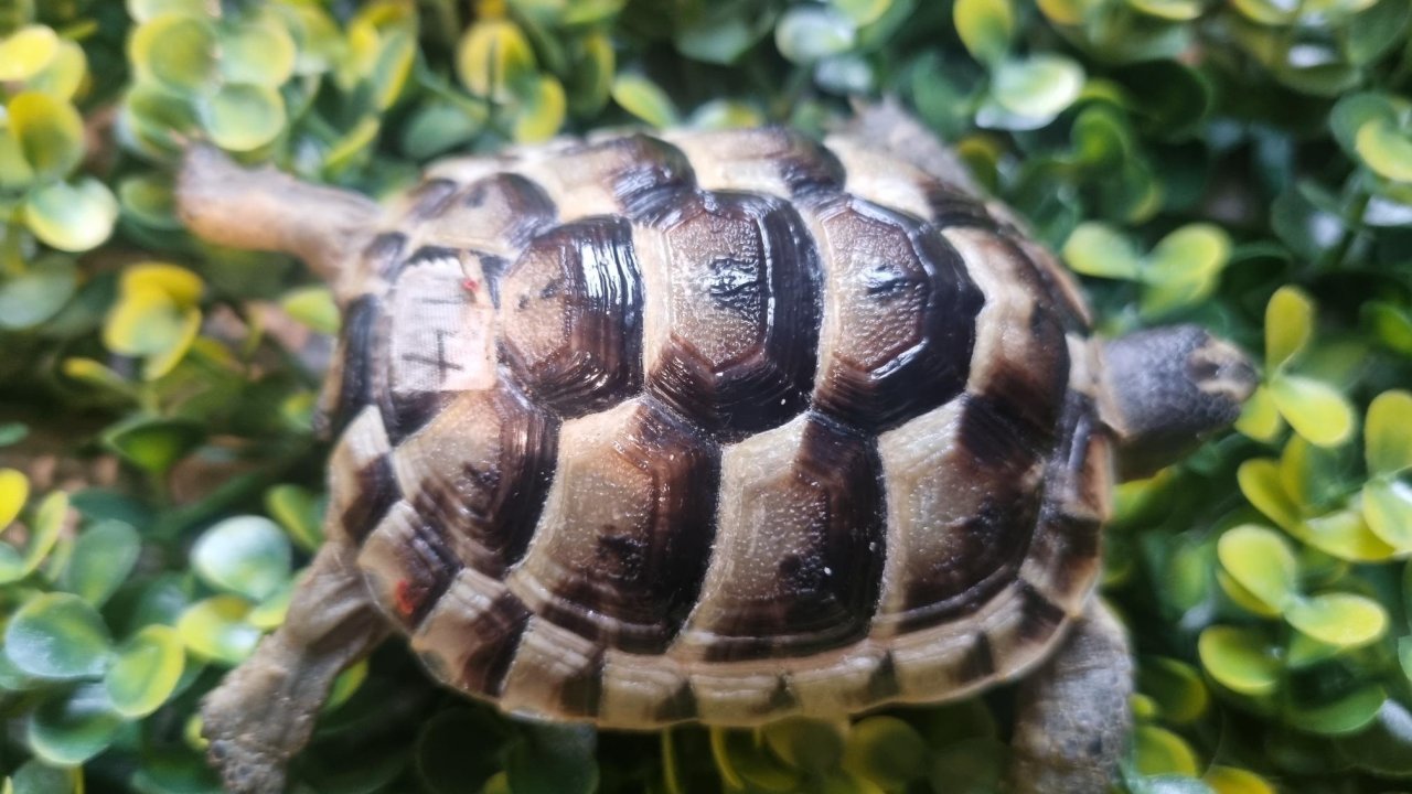 Maurische Landschildkröten aus 2024 - mit Papieren - Schildkroeten - Eggersdorf