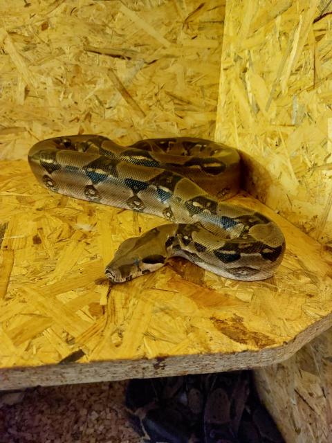Verkaufe Boa Imperator Männchen + Terrarium - Schlangen Boa - Leipzig