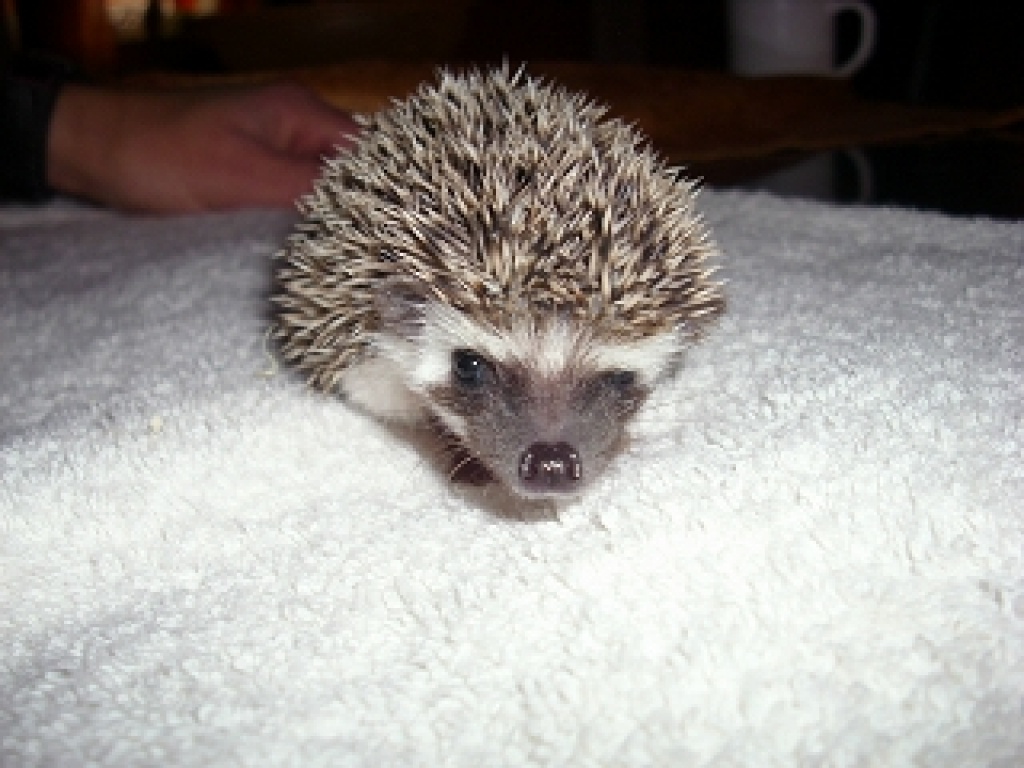 Afrikanische Weissbauchigel - Sonstige Reptilien - Sonthofen