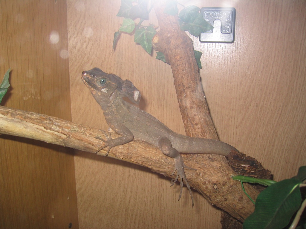 Streifen-Basilisken-Männchen... - Basilisk - Esterwegen